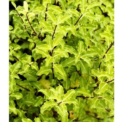 Pittosporum Arundel Green 3L Pittosporum Arundel Green 3L
