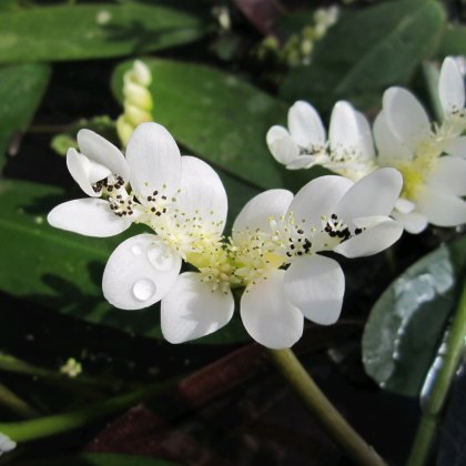 Plants