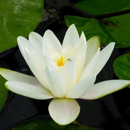 LILY (MEDIUM) - Nymphaea Albatross 3L LILY (MEDIUM) - Nymphaea Albatross 3L