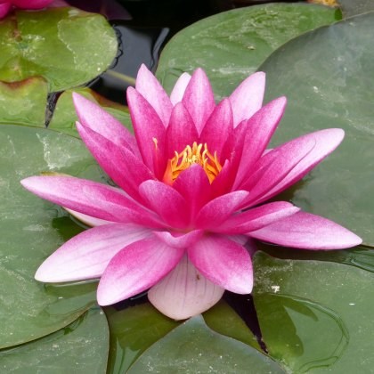 LILY (LARGE) - Nymphaea Charles de Meurville 3L LILY (LARGE) - Nymphaea Charles de Meurville 3L