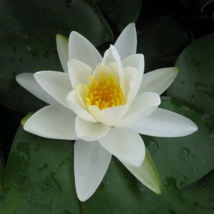 LILY (LARGE) - Nymphaea Gladstoniana 3L LILY (LARGE) - Nymphaea Gladstoniana 3L