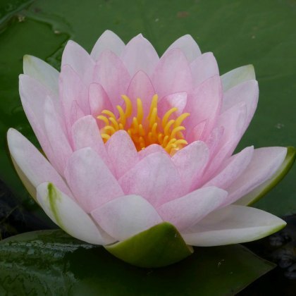 LILY (MEDIUM) - Nymphaea Madame Wilfron Gonnere 3L LILY (MEDIUM) - Nymphaea Madame Wilfron Gonnere 3L