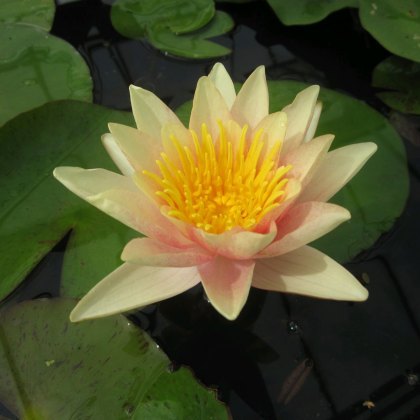 LILY (MEDIUM) - Nymphaea Paul Hariot 3L LILY (MEDIUM) - Nymphaea Paul Hariot 3L