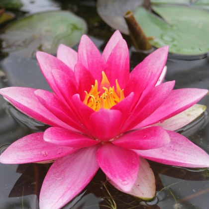 LILY (LARGE) - Nymphaea Attraction 3L LILY (LARGE) - Nymphaea Attraction 3L