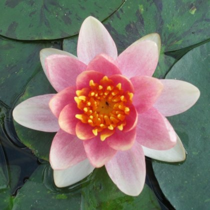 LILY (SMALL) - Nymphaea Aurora 2L LILY (SMALL) - Nymphaea Aurora 2L