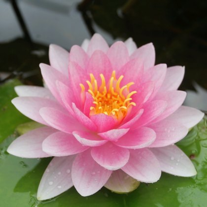 LILY (LARGE) - Nymphaea Darwin (Hollandia) 3L LILY (LARGE) - Nymphaea Darwin (Hollandia) 3L