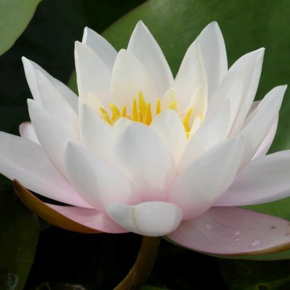 LILY (LARGE) - Nymphaea Marliacea Carnea 3L LILY (LARGE) - Nymphaea Marliacea Carnea 3L