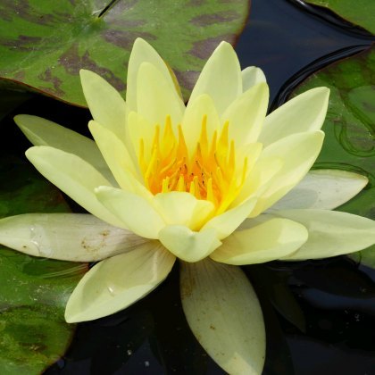 LILY (MEDIUM) - Nymphaea Marliacea Chromatella 3L LILY (MEDIUM) - Nymphaea Marliacea Chromatella 3L