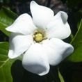 Gardenia jasminoides Kleims Hardy 3L Gardenia jasminoides Kleims Hardy 3L