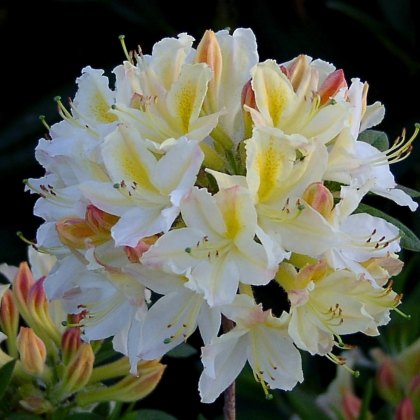 Azaleas