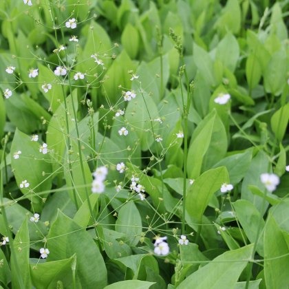 MARGINAL - Alisma plantago aquaticum 1L MARGINAL - Alisma plantago aquaticum 1L