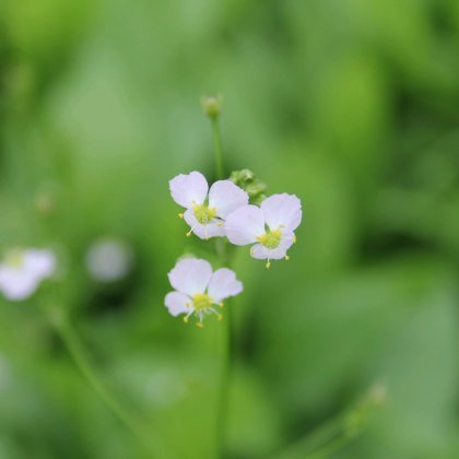 MARGINAL - Alisma plantago aquaticum 1L MARGINAL - Alisma plantago aquaticum 1L