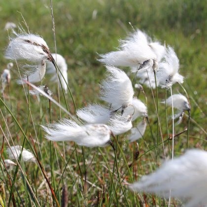 MARGINAL - Eriophorum angustifolium 1L MARGINAL - Eriophorum angustifolium 1L