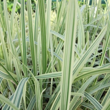 MARGINAL - Glyceria maxima variegata 1L MARGINAL - Glyceria maxima variegata 1L