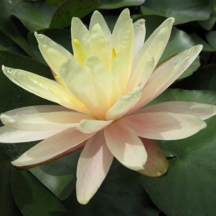 LILY (MEDIUM) - Nymphaea Barbara Dobbins 3L LILY (MEDIUM) - Nymphaea Barbara Dobbins 3L