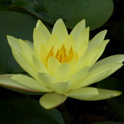 LILY (MEDIUM) - Nymphaea Joey Tomocik 3L LILY (MEDIUM) - Nymphaea Joey Tomocik 3L