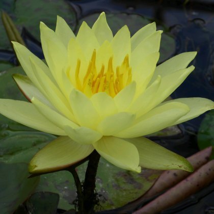 LILY (MEDIUM) - Nymphaea Lemon Mist 3L LILY (MEDIUM) - Nymphaea Lemon Mist 3L