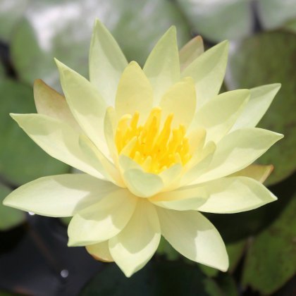 LILY (MEDIUM) - Nymphaea Odorata Sulphurea 3L LILY (MEDIUM) - Nymphaea Odorata Sulphurea 3L