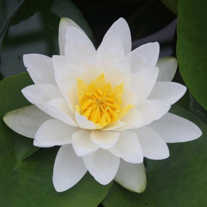 LILY (LARGE) - Nymphaea Virginalis 3L LILY (LARGE) - Nymphaea Virginalis 3L