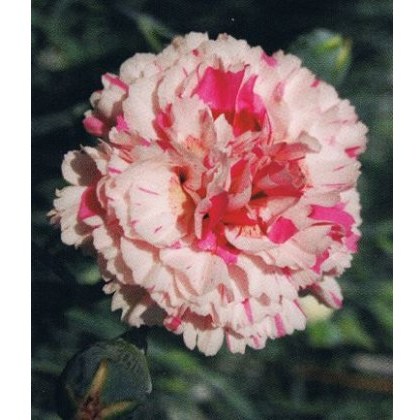 GARDEN PINK Dianthus Baileys Celebration 9cm GARDEN PINK Dianthus Baileys Celebration 9cm