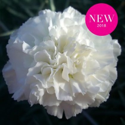 GARDEN PINK Dianthus Bridal Star 9cm GARDEN PINK Dianthus Bridal Star 9cm