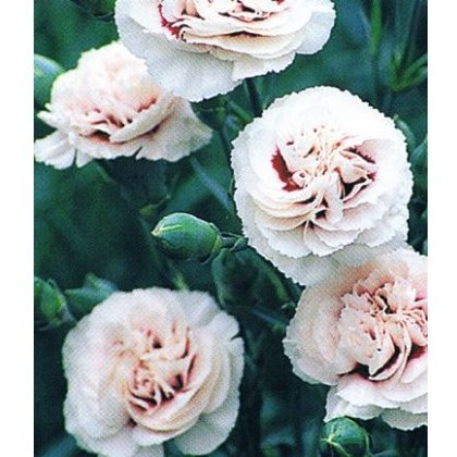 GARDEN PINK Dianthus Cranmere Pool 9cm GARDEN PINK Dianthus Cranmere Pool 9cm