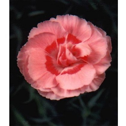 GARDEN PINK Dianthus Doris 9cm GARDEN PINK Dianthus Doris 9cm