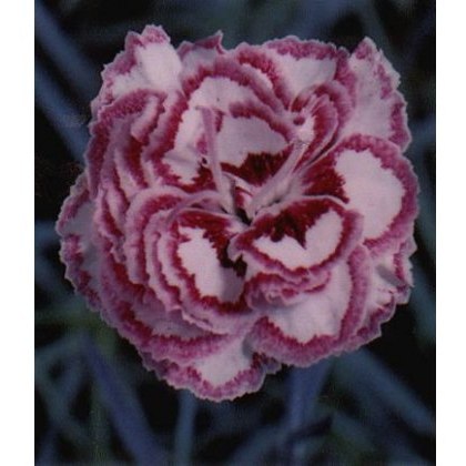 GARDEN PINK Dianthus Grans Favourite 9cm GARDEN PINK Dianthus Grans Favourite 9cm