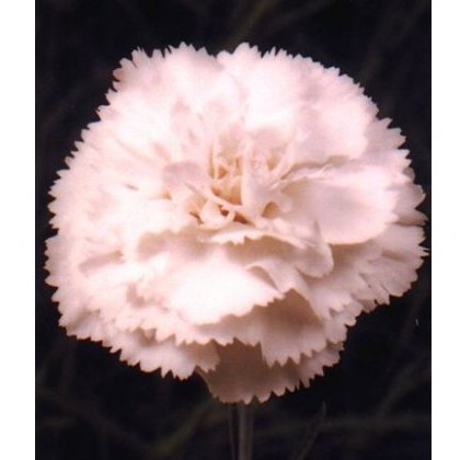 GARDEN PINK Dianthus Haytor 9cm GARDEN PINK Dianthus Haytor 9cm