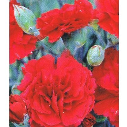 GARDEN PINK Dianthus Houndspool Cheryl 9cm GARDEN PINK Dianthus Houndspool Cheryl 9cm