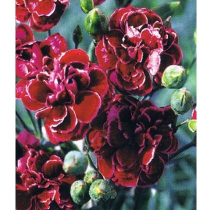 GARDEN PINK Dianthus Laced Monarch 9cm GARDEN PINK Dianthus Laced Monarch 9cm