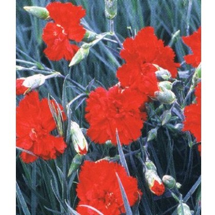 GARDEN PINK Dianthus Lady In Red 9cm GARDEN PINK Dianthus Lady In Red 9cm