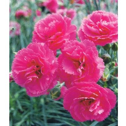 GARDEN PINK Dianthus Lily The Pink 9cm GARDEN PINK Dianthus Lily The Pink 9cm