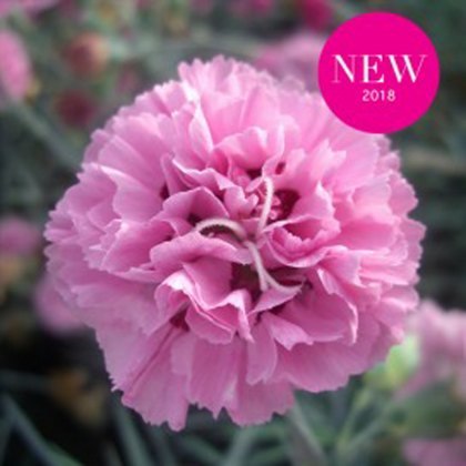 GARDEN PINK Dianthus Pink Ruffles 9cm GARDEN PINK Dianthus Pink Ruffles 9cm