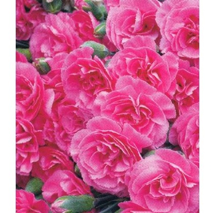 GARDEN PINK Dianthus Valda Wyatt 9cm GARDEN PINK Dianthus Valda Wyatt 9cm