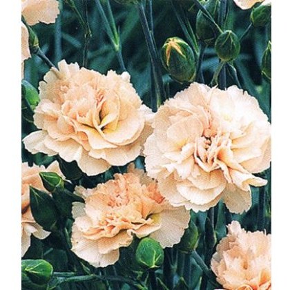 GARDEN PINK Dianthus Widecombe Fair 9cm GARDEN PINK Dianthus Widecombe Fair 9cm