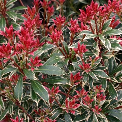 Pieris japonica Little Heath 3L Pieris japonica Little Heath 3L