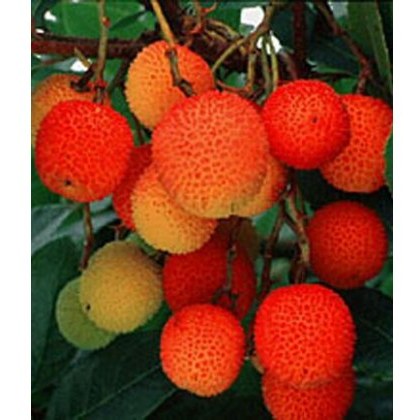 A-Z Shrubs