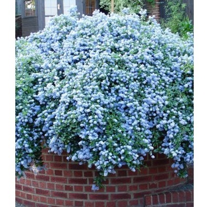Ceanothus thysiflorus var. repens 3L Ceanothus thysiflorus var. repens 3L
