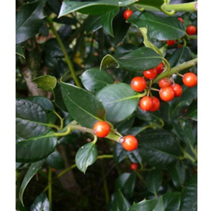 Ilex aquifolium J.C. van tol (H) 3L Ilex aquifolium J.C. van tol (H) 3L
