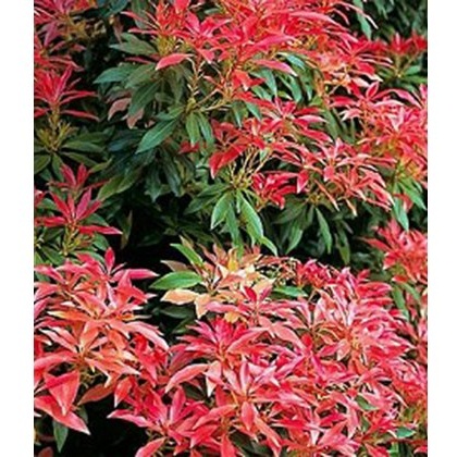 Pieris Forest Flame 3L Pieris Forest Flame 3L