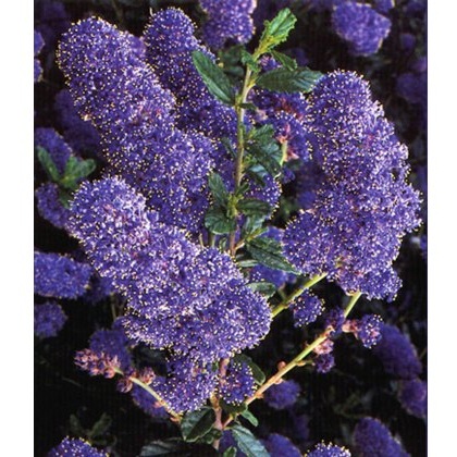 Ceanothus Italian Skies 3L Ceanothus Italian Skies 3L