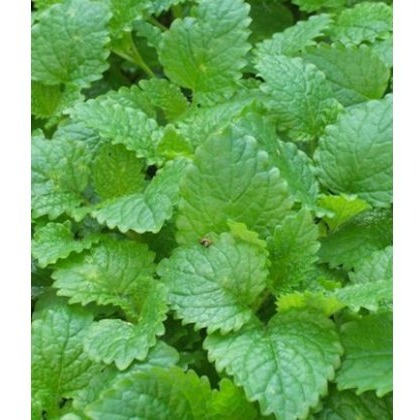 Herbs