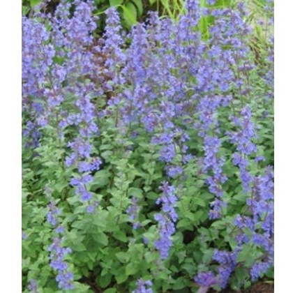 HERB Catmint 9cm HERB Catmint 9cm