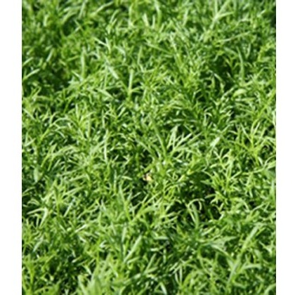 HERB Chamomile - Lawn / Treneague 9cm HERB Chamomile - Lawn / Treneague 9cm