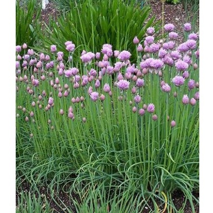 HERB Chives - Common 8.5/9cm HERB Chives - Common 8.5/9cm