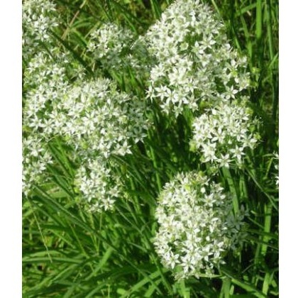 HERB Chives - Garlic 8.5/9cm HERB Chives - Garlic 8.5/9cm