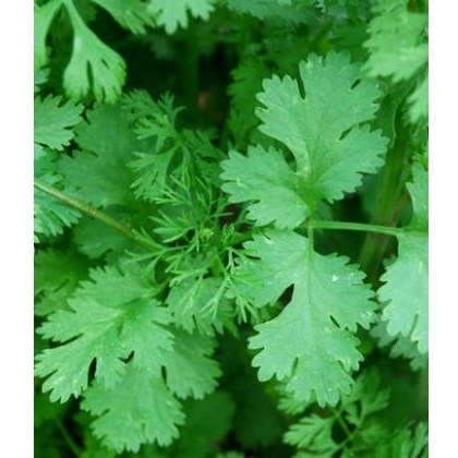 HERB Coriander 8.5/9cm HERB Coriander 8.5/9cm
