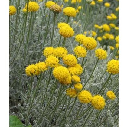 HERB Cotton Lavender 9cm HERB Cotton Lavender 9cm