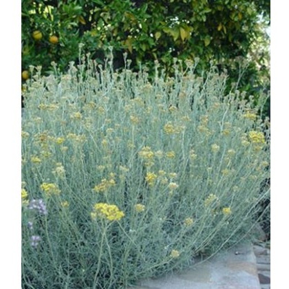 HERB Curry Plant 8.5cm/9cm HERB Curry Plant 8.5cm/9cm